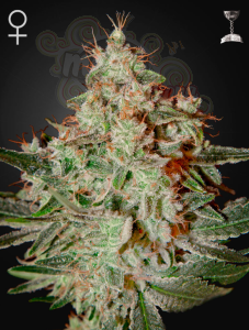 GREEN HOUSE SEEDS - Lemon Skunk