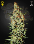GREEN HOUSE SEEDS - Neville's Haze
