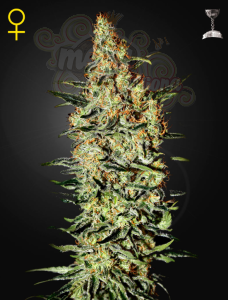 GREEN HOUSE SEEDS - Neville's Haze