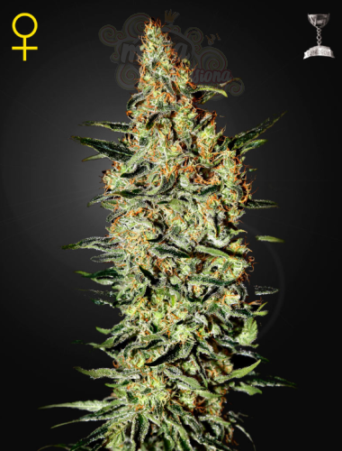 GREEN HOUSE SEEDS - Neville's Haze