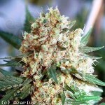 NIRVANA - Northern Light Auto