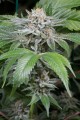 DINAFEM - Gorilla