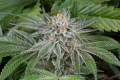 DINAFEM - Gorilla