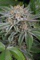DINAFEM - Gorilla