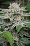 DINAFEM - Gorilla
