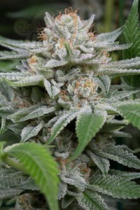 DINAFEM - Gorilla
