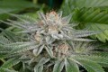 DINAFEM - Gorilla