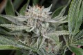 DINAFEM - Gorilla