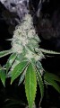 RIPPER SEEDS - Ripper Badazz