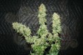 CBD Critical Mass (Odmiana medyczna)