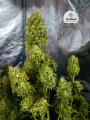 FASTBUDS - Gorilla Glue Auto