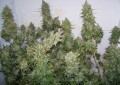 Moby Dick Auto