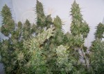 Moby Dick Auto