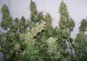 Moby Dick Auto