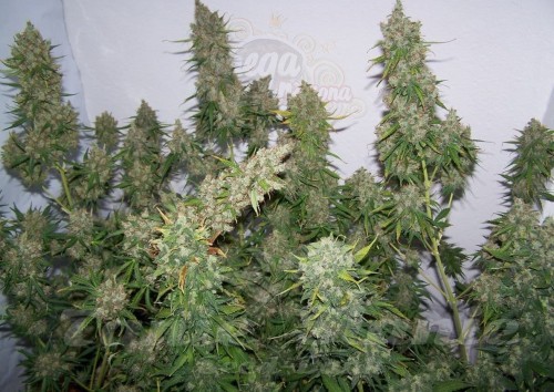 Moby Dick Auto