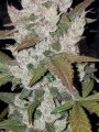 FASTBUDS - Girl Scout Cookies Auto