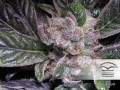 DUTCH PASSION - Blueberry®