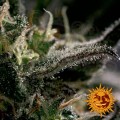 BARNEY'S FARM - Blueberry OG