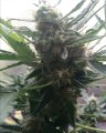 Big Devil Auto