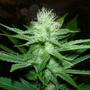 SAGARMATHA - Cheez Wreck