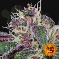 BARNEY’S FARM - Ayahuasca Purple