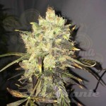NIRVANA - Supreme CBD Durban