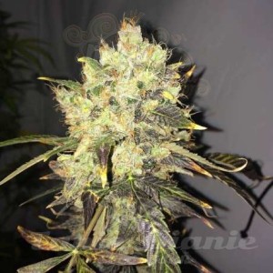 NIRVANA - Supreme CBD Durban