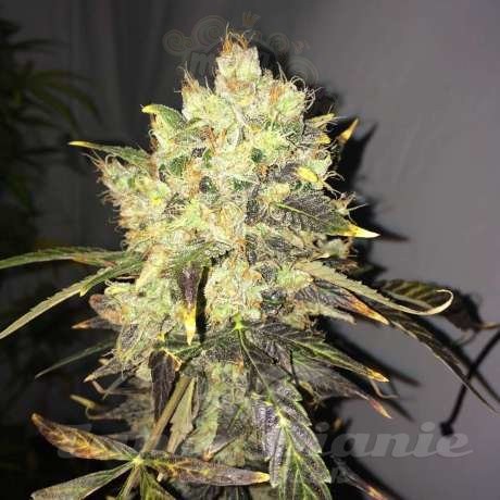 NIRVANA - Supreme CBD Durban