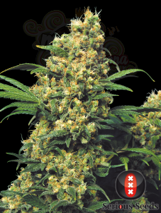 SERIOUS SEEDS - Warlock