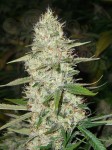 CBD Super Silver Haze (Odmiana medyczna)