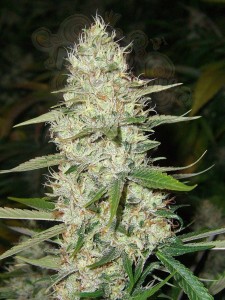 CBD Super Silver Haze (Odmiana medyczna)
