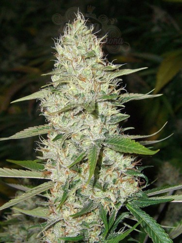 CBD Super Silver Haze (Odmiana medyczna)