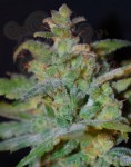 FEMALE SEEDS - Auto AK