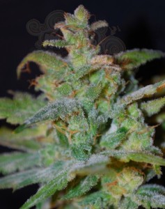 FEMALE SEEDS - Auto AK