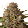 ROYAL QUEEN SEEDS - White Widow®