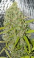 DUTCH PASSION - Orange Bud®
