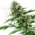 ROYAL QUEEN SEEDS - Power Flower®