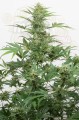 DINAFEM - Industrial Plant Autoflowering CBD