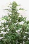 DINAFEM - Industrial Plant Autoflowering CBD