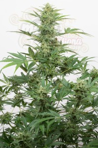 DINAFEM - Industrial Plant Autoflowering CBD