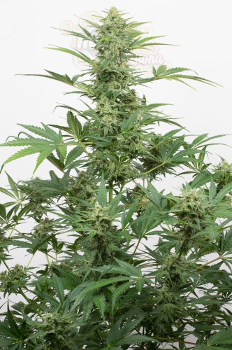 DINAFEM - Industrial Plant Autoflowering CBD