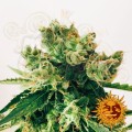 BARNEY’S FARM - Amnesia Lemon