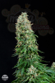 DINAFEM - White Siberian