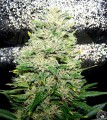 Critical 2.0 + Auto