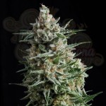 PYRAMID SEEDS - Auto Anesthesia