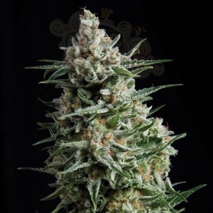PYRAMID SEEDS - Auto Anesthesia