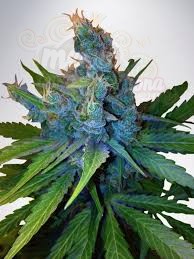 MINISTRY OF CANNABIS - Hay-Z