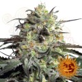 BARNEY'S FARM - Peyote Cookies