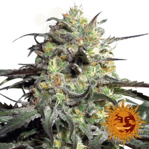 BARNEY'S FARM - Peyote Cookies