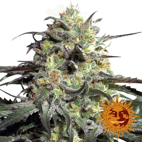 BARNEY'S FARM - Peyote Cookies